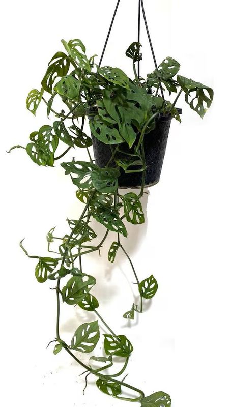 Monstera Swiss Cheese Totem 8" HB