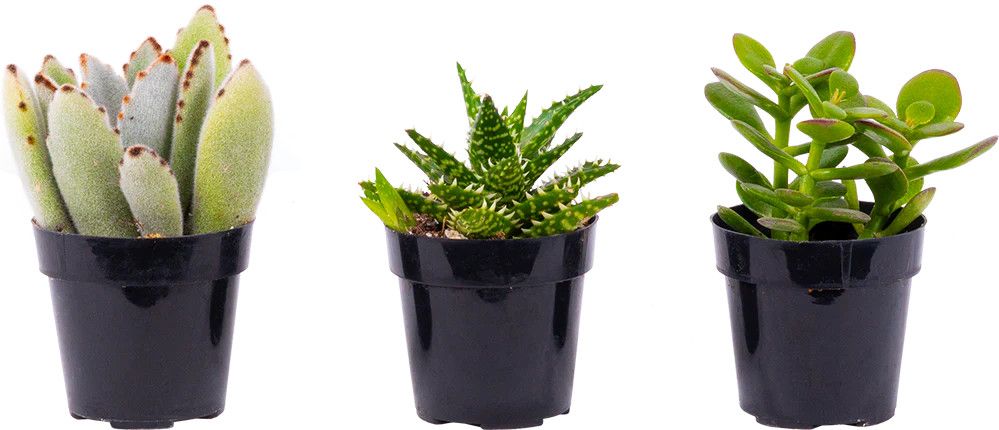 Succulent  Assorted 3.25"