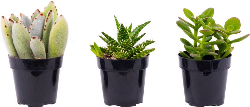 Succulent  Assorted 3.25"