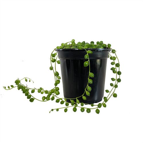 String of Pearls 2.5"