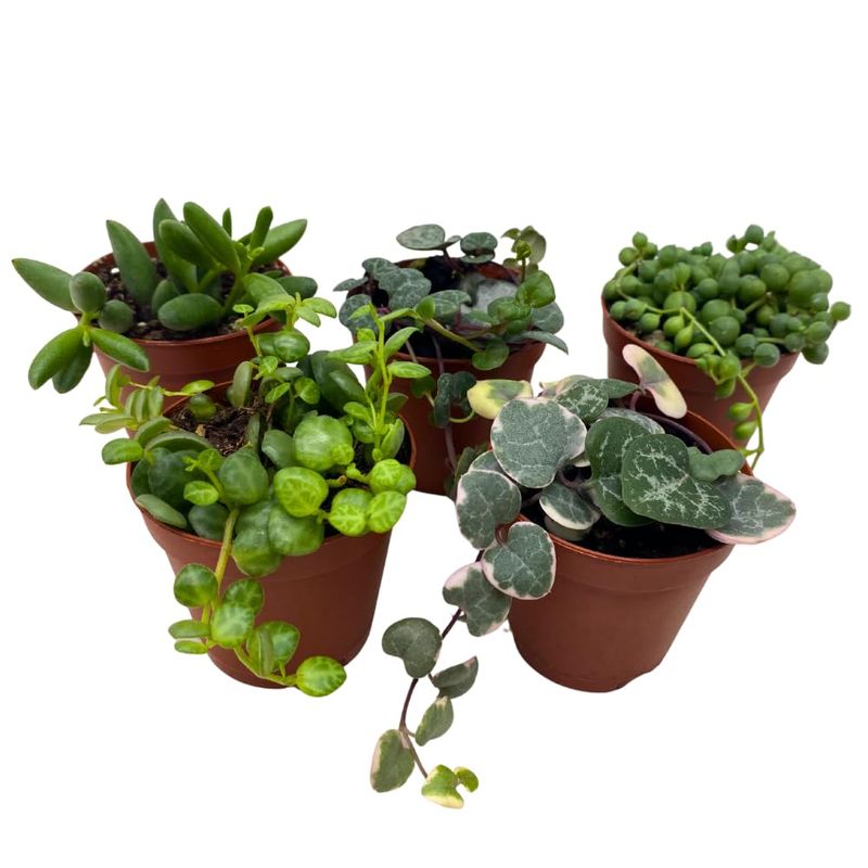 String Assorted 2.5"