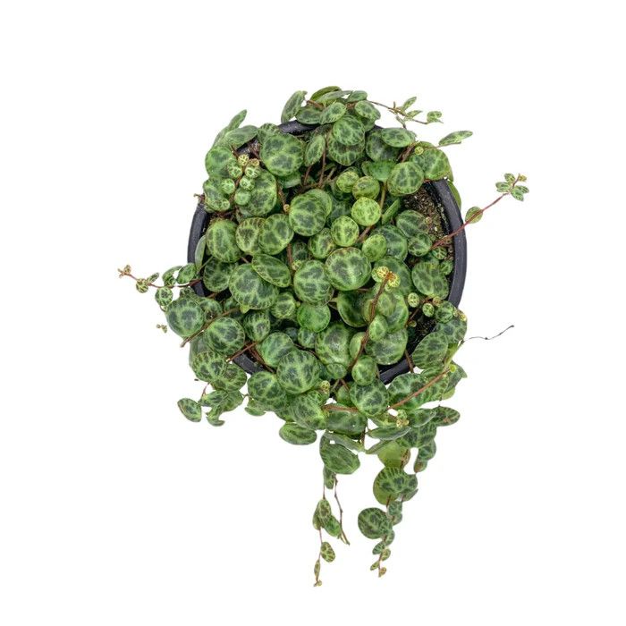 String of Turtles 2.5"