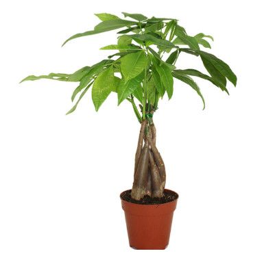 Money Tree Pachira 6"