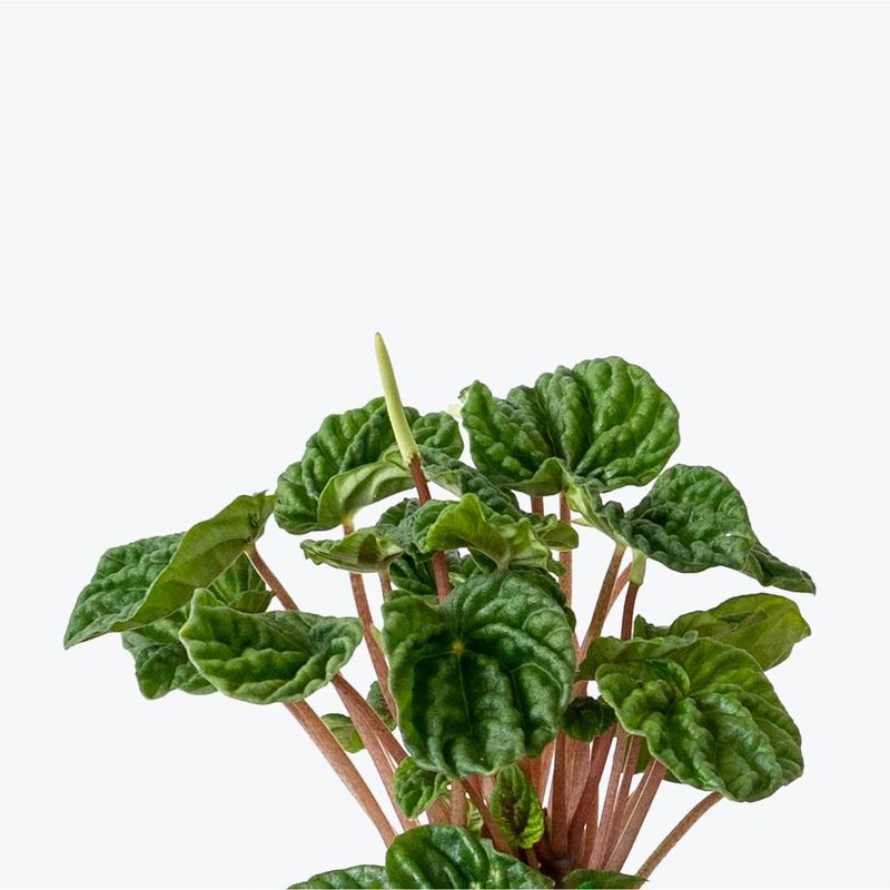 Peperomia Ripple Green 4"