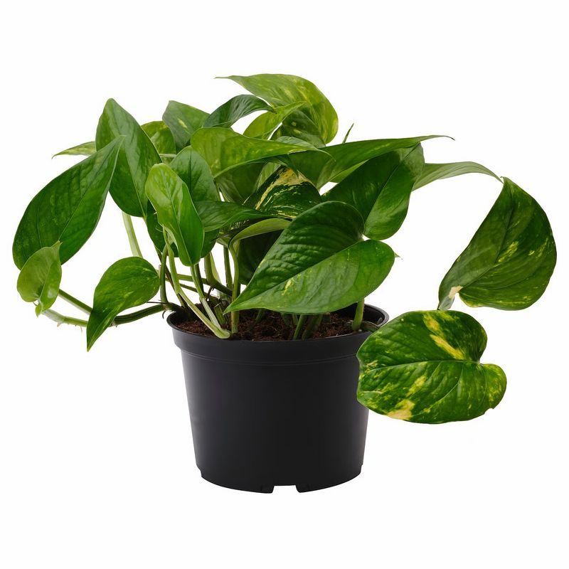Pothos Golden 4"