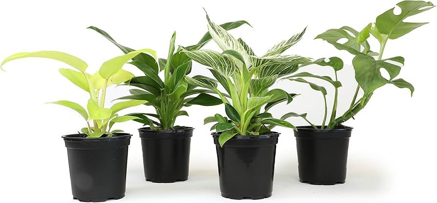 Tropical House Plant Philodendron and Pothos Assorted 4"