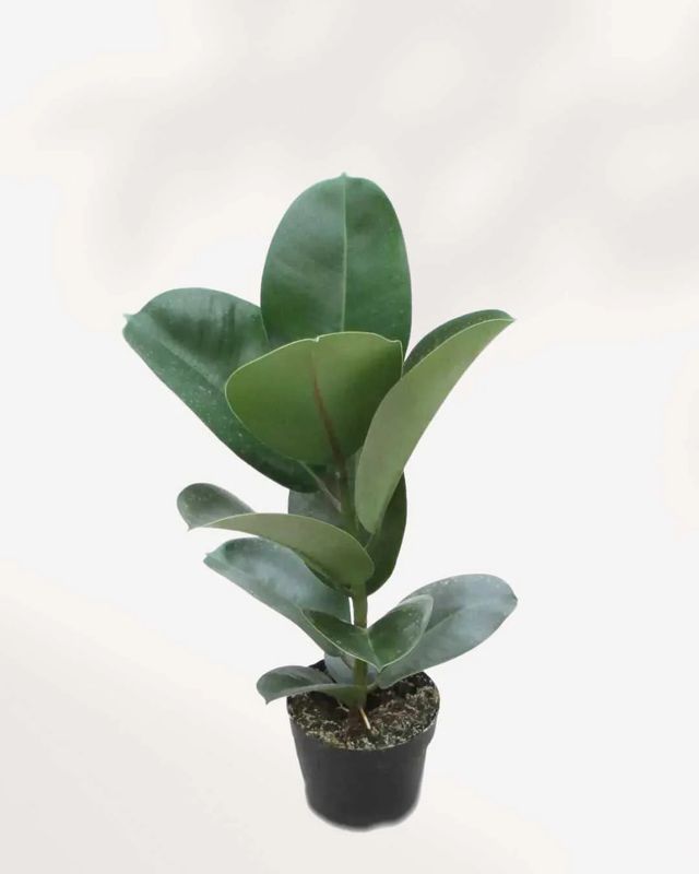 Ficus Rubber Green 6"