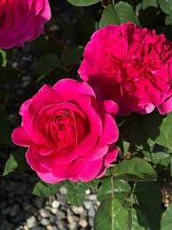 Rose 'Berry Fragrant Showpiece' 2 gal (Dark Pink)