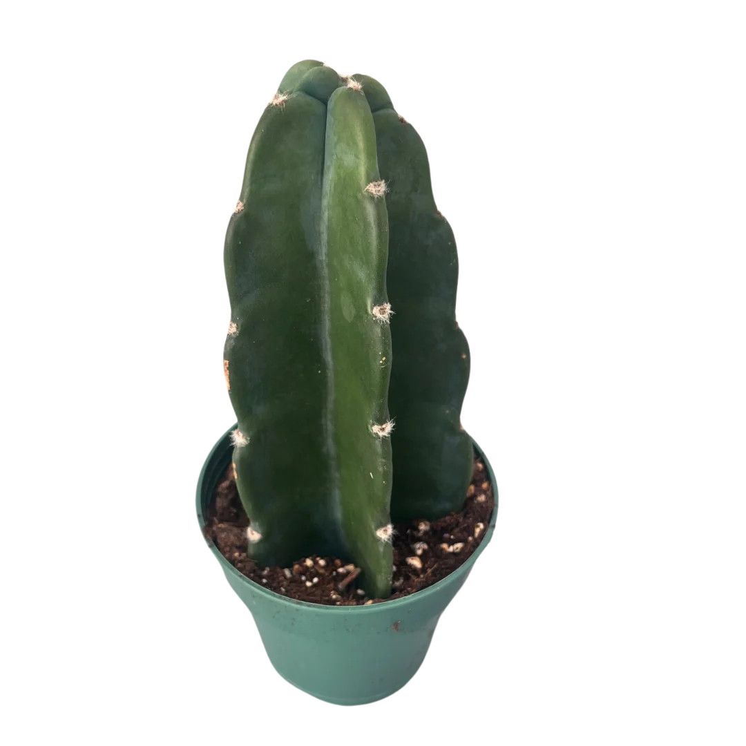 Cuddly Cactus 6"