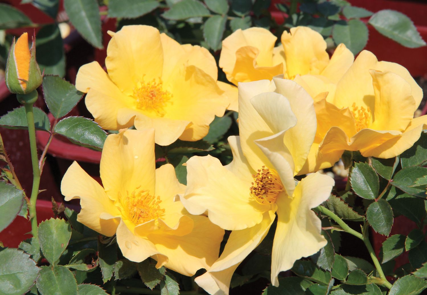 Rose 'Bill Reid' 2 gal (Yellow)