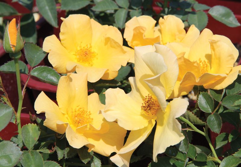 Rose 'Bill Reid' 2 gal (Yellow)