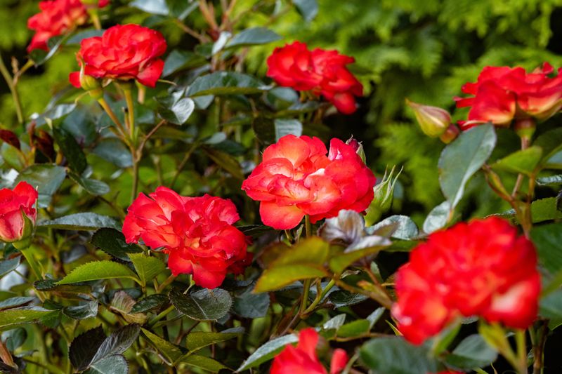 Rose 'Always Together' 2 gal (Red/Orange)
