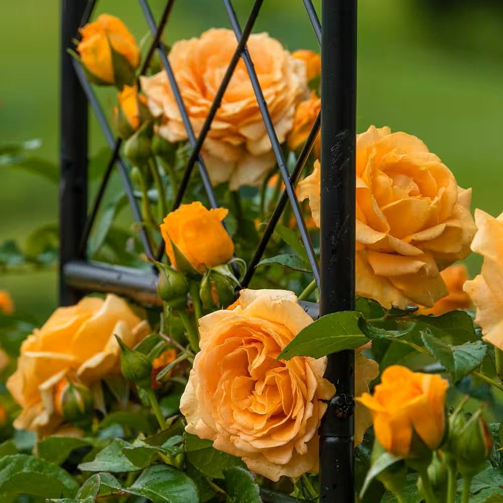Climbing Rose 'Golden Opportunity' 2 gal (Yellow)