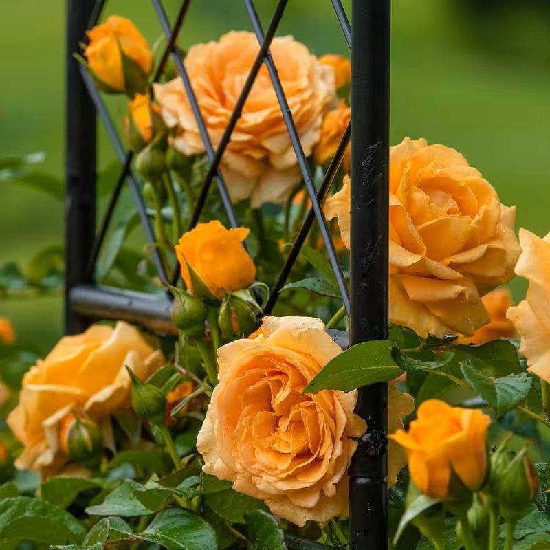 Climbing Rose 'Golden Opportunity' 2 gal (Yellow)
