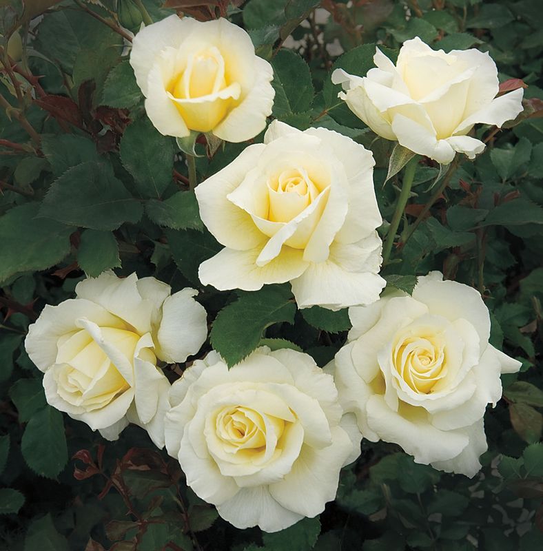 Rose 'White Licorice' 2 gal (Cream)