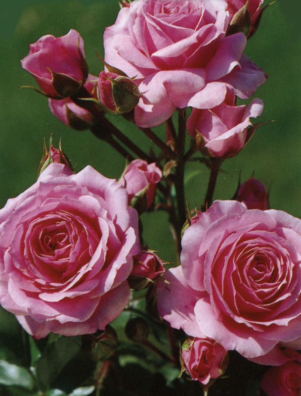 Rose 'Melody Parfumée' 2 gal (Pink)