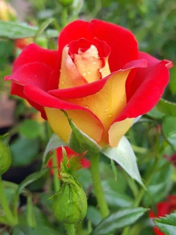 Rose 'Ketchup N Mustard' 2 gal (Red/Yellow)