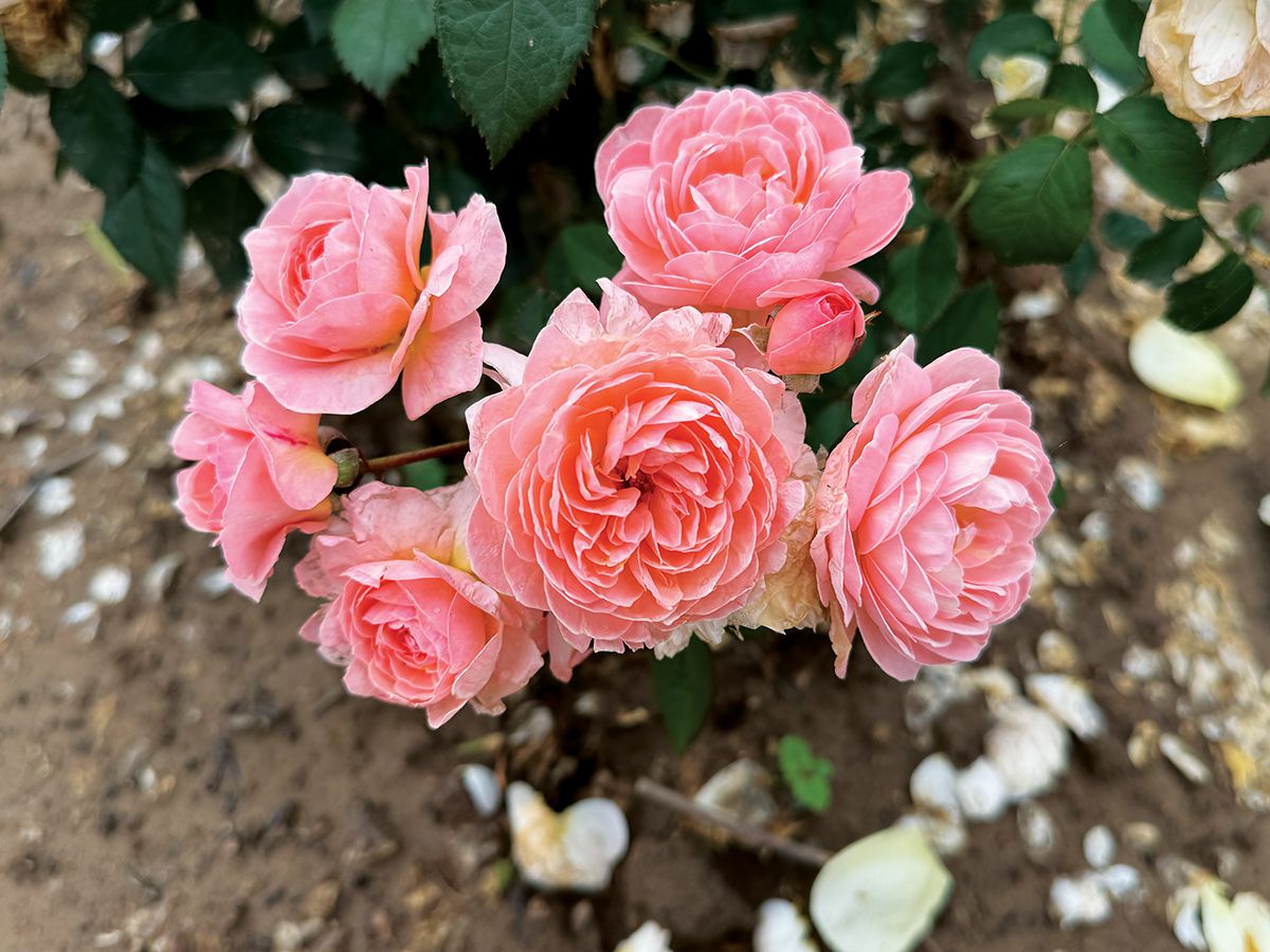 Rose 'Reflecting Glory' 2 gal (Apricot)