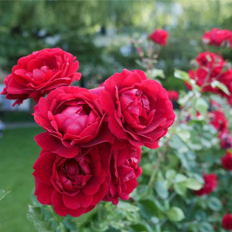 Climbing Rose 'Don Juan' 2 gal (Red)