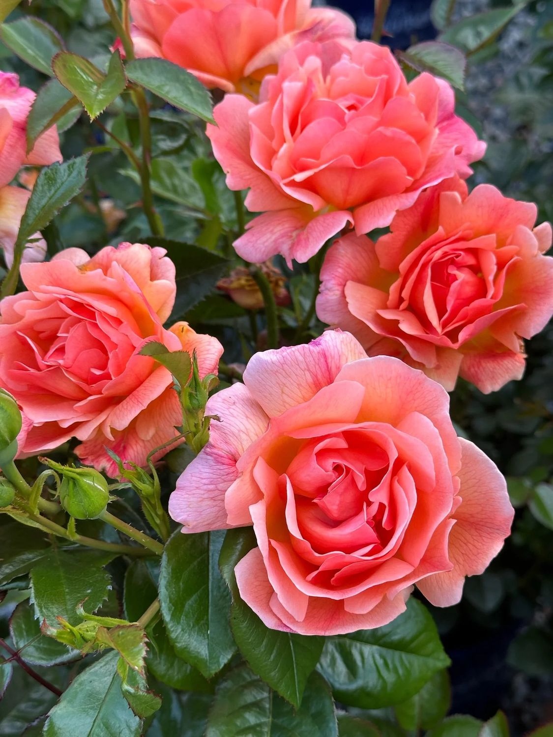 Rose 'Lady Emily' 2 gal (Pink)