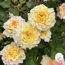 Rose 'Jason's Resolve' 2 gal (Peach)