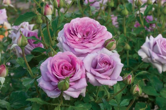 Rose 'Violet's Pride' 2 gal (Lavender)