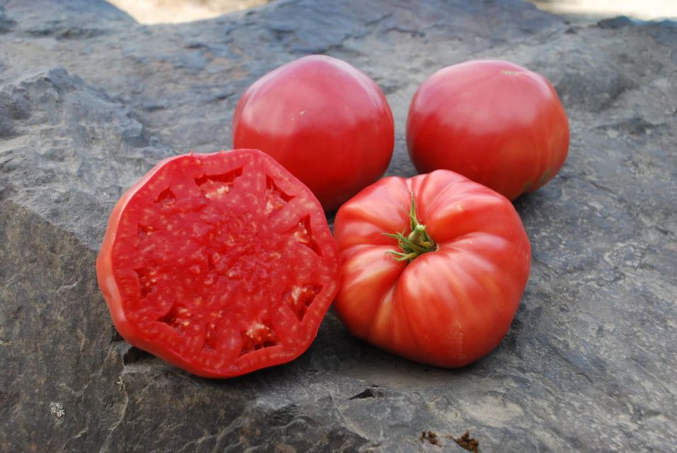 Tomato (seed pkg), Variety: Mortgage Lifter Organic (50 Seeds)
