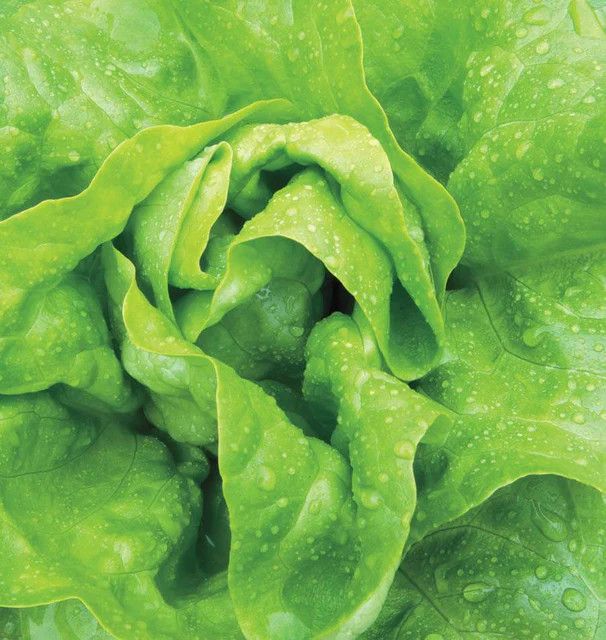 Butterhead Lettuce (seed pkg), Variety: Buttercrunch