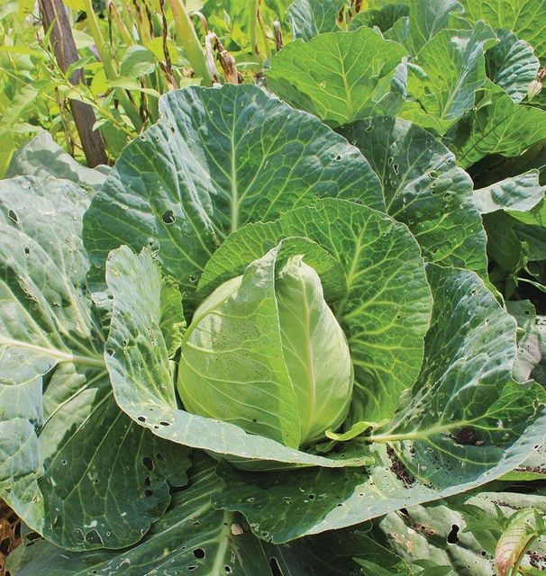 Cabbage (seed pkg), Variety: Early Jersey Wakefield