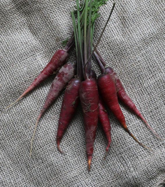 Carrots (seed pkg), Variety: Cosmic Purple