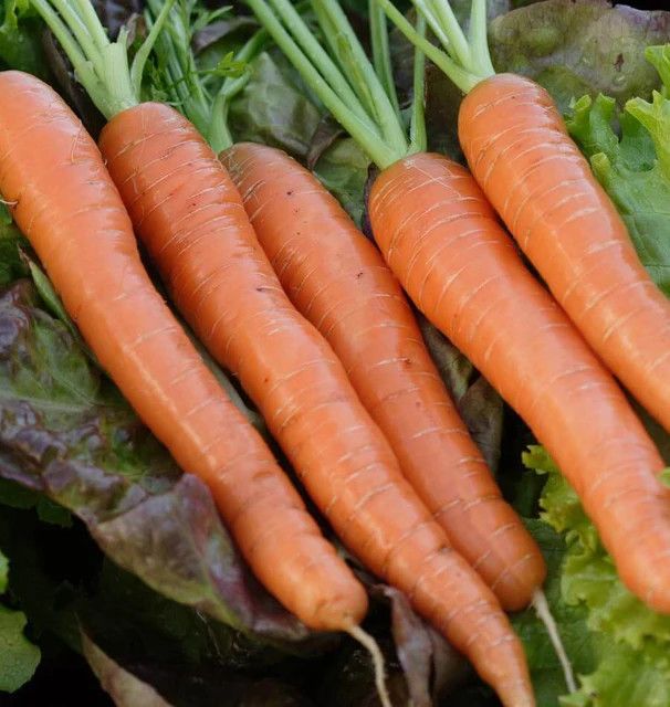 Carrots (seed pkg)