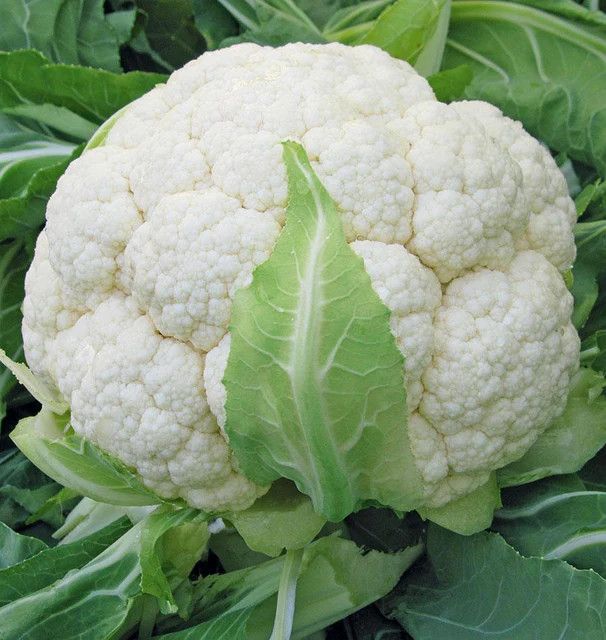 Cauliflower (seed pkg)