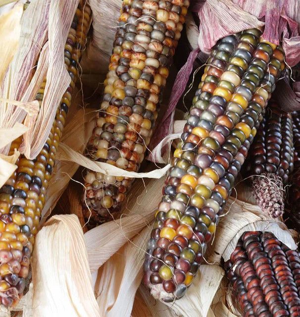 Corn (seed pkg), Variety: Calico Popcorn