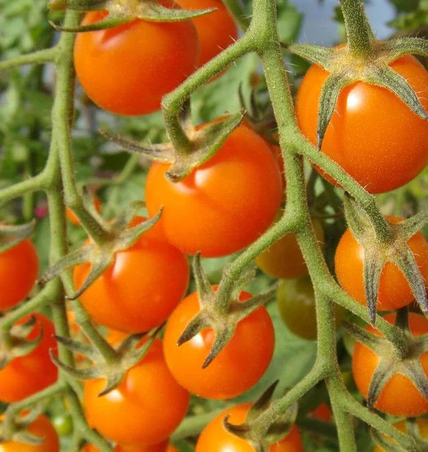 Cherry Tomato (seed pkg)