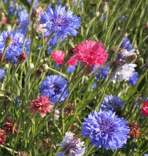 Cornflower (seed pkg)