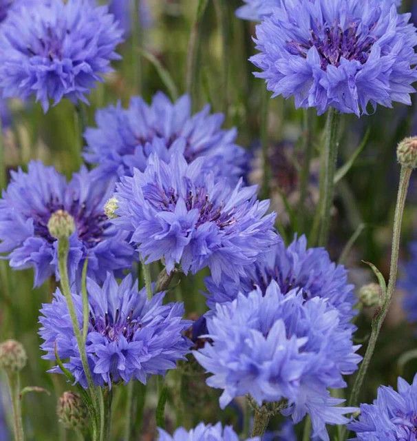 Cornflower (seed pkg), Variety: Centaurea Blue Boy