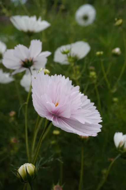 Cosmos (seed pkg), Variety: Cupcakes Blush