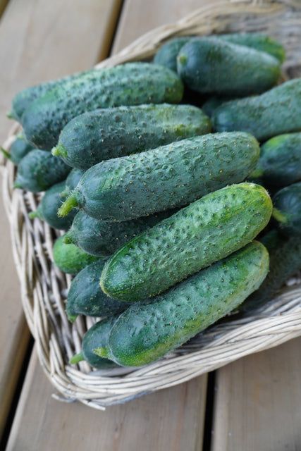 Cucumber (seed pkg), Variety: Anya
