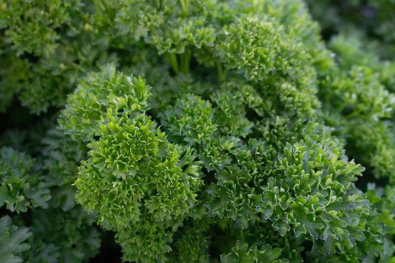 Parsley (seed pkg)