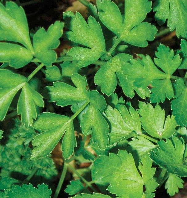 Parsley (seed pkg), Variety: Dark Green Italian