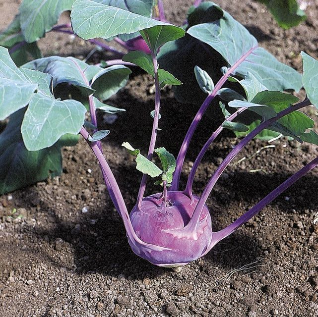 Kohlrabi (seed pkg), Variety: Azur Star Organic