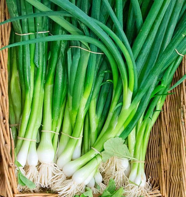 Scallions (seed pkg), Variety: Eiffel