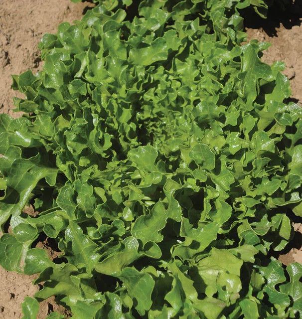 Lettuce (seed pkg), Variety: Hamptons Eazyleaf Organic (25 seeds)