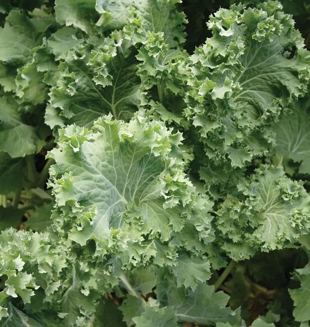 Kale (seed pkg), Variety: Improved Siberian