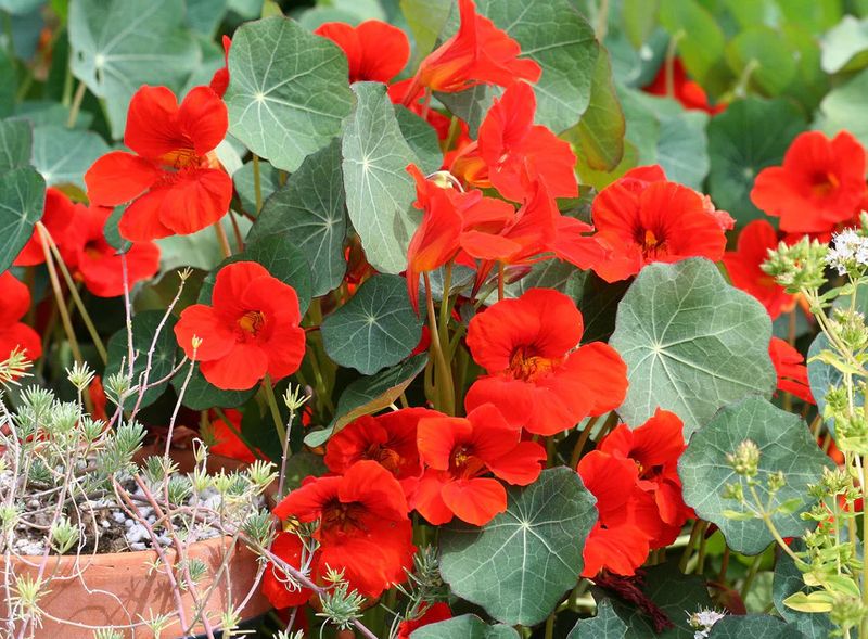 Nasturtiums (seed pkg)
