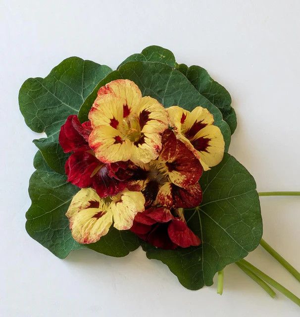 Nasturtiums (seed pkg), Variety: Bloody Mary