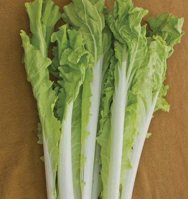 Pac Choi (seed pkg), Variety: Taiwan