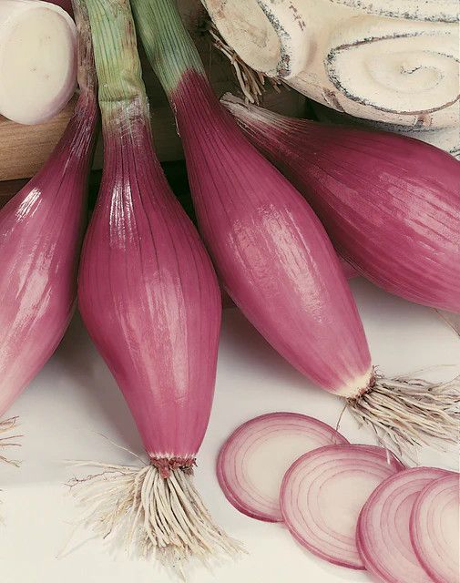 Onion (seed pkg), Variety: Rossa Lunga di Firenze