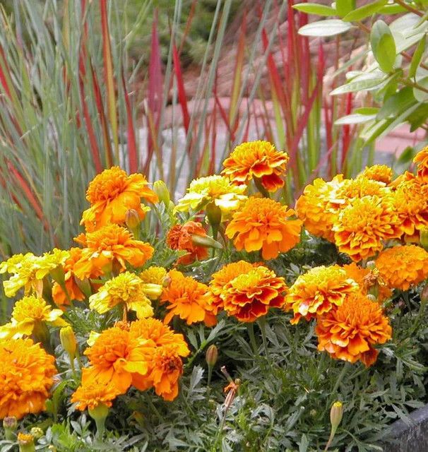 Marigold (seed pkg)