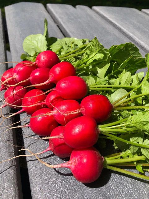 Radish (seed pkg)